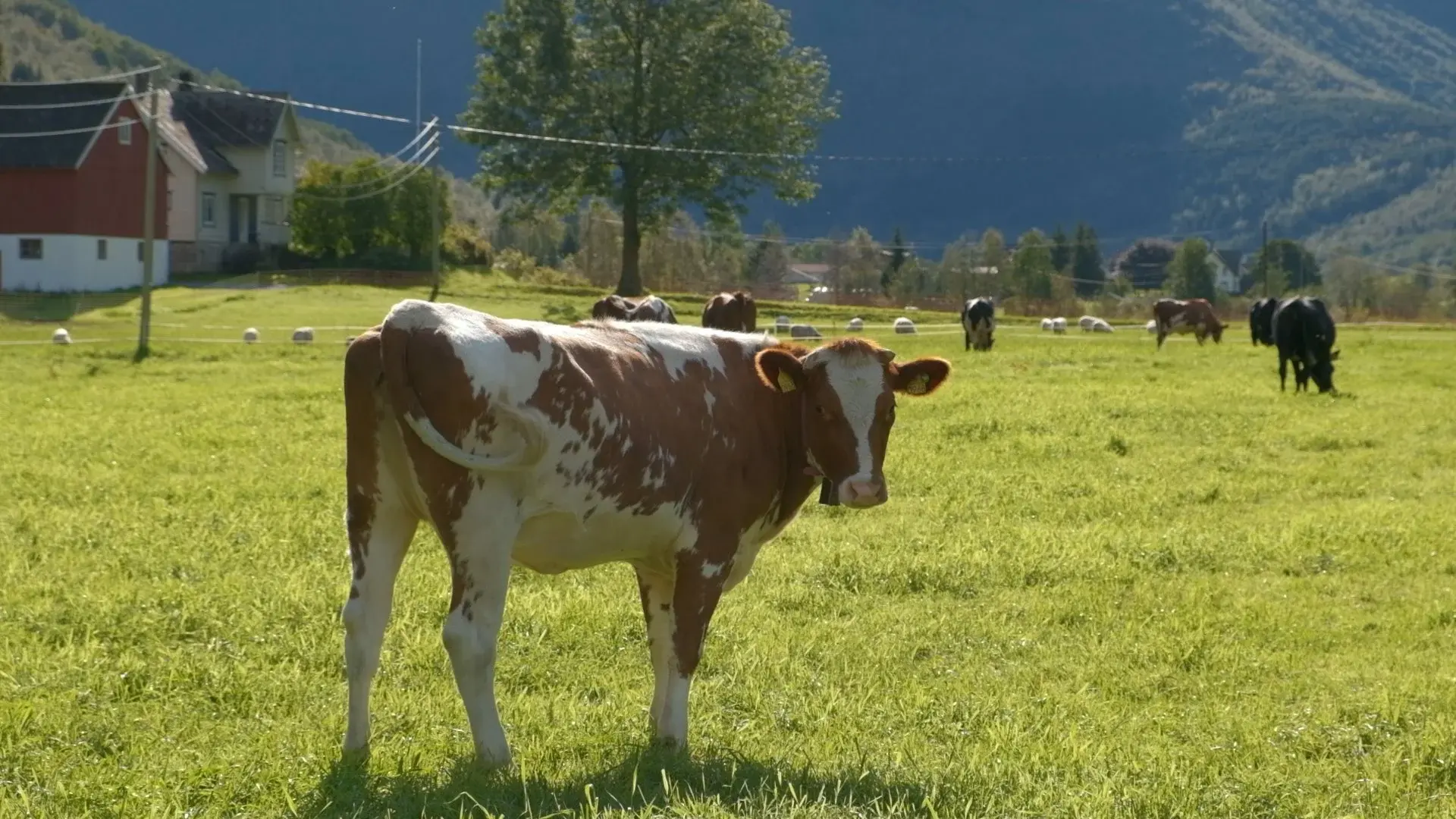 Cows on a green field
